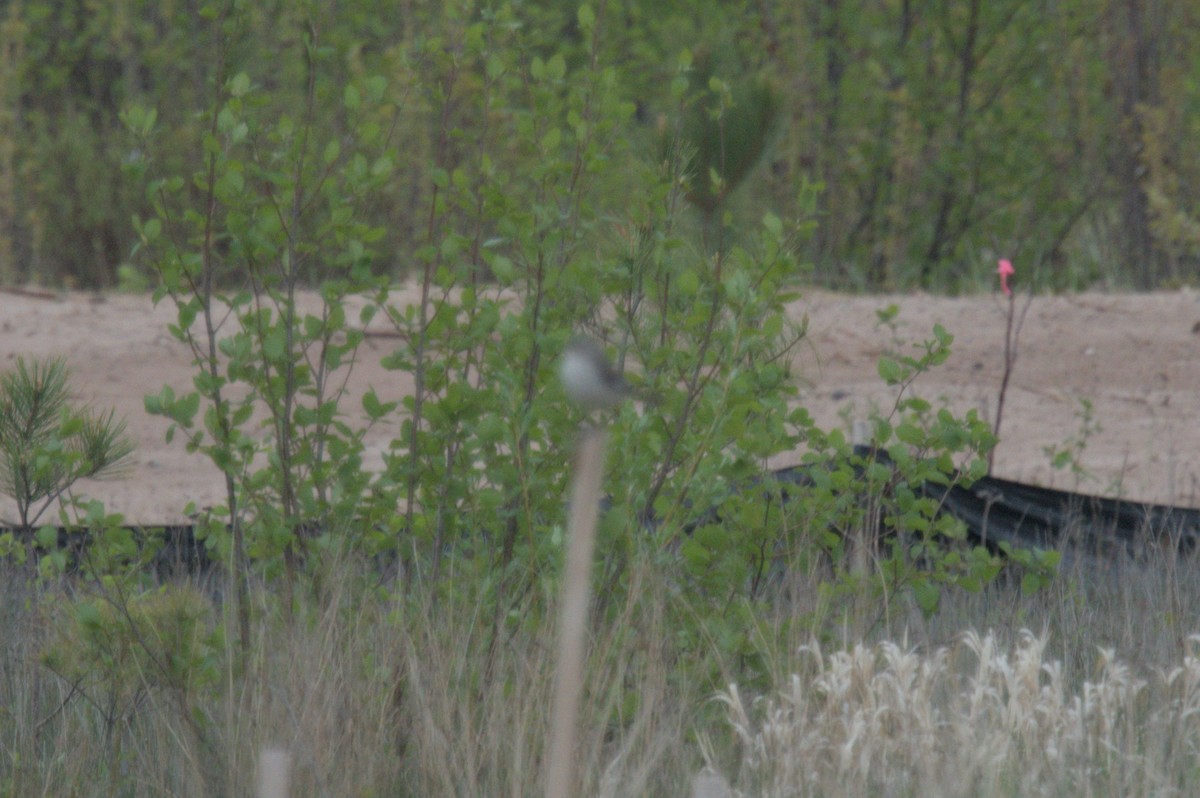 Northern Mockingbird - Ivan Wiljanen