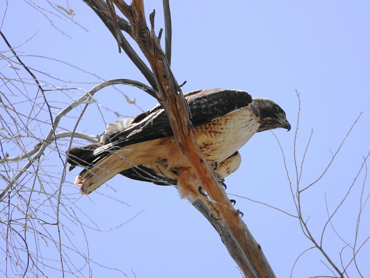 Red-tailed Hawk - ML619454153