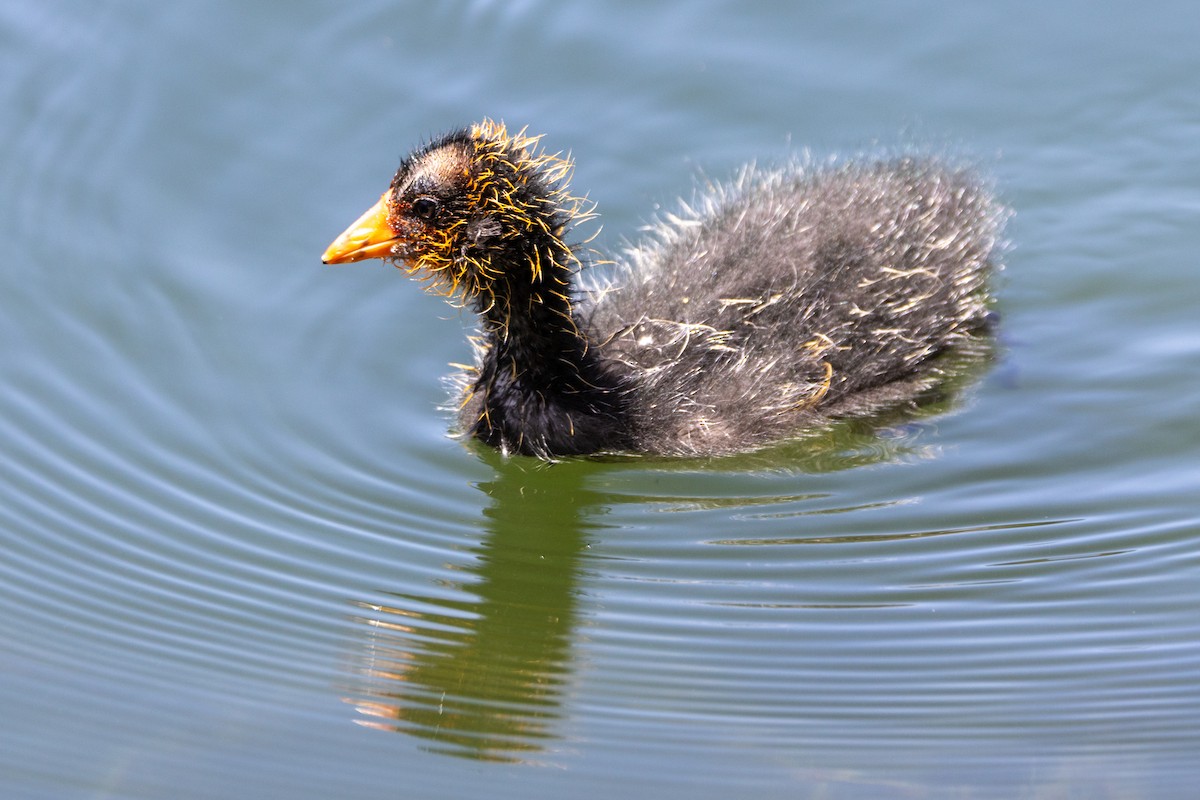 American Coot - Anna Klafter