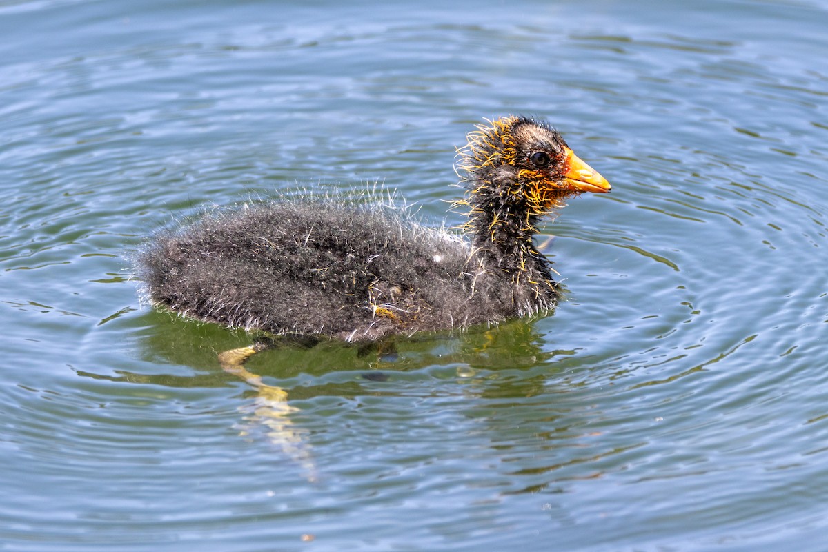 American Coot - Anna Klafter