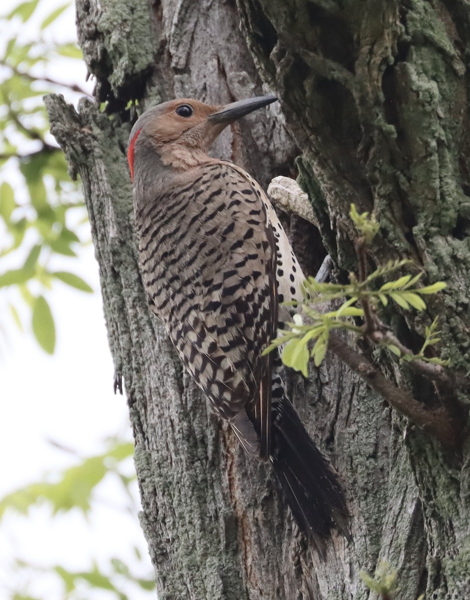 Northern Flicker - Mark Ross