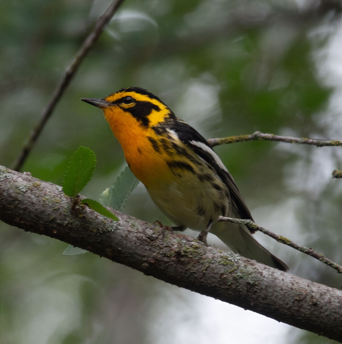 Blackburnian Warbler - Rachel Zierzow