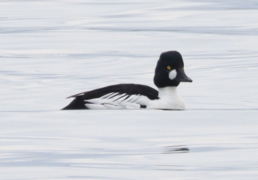 Common Goldeneye - Mark Ross