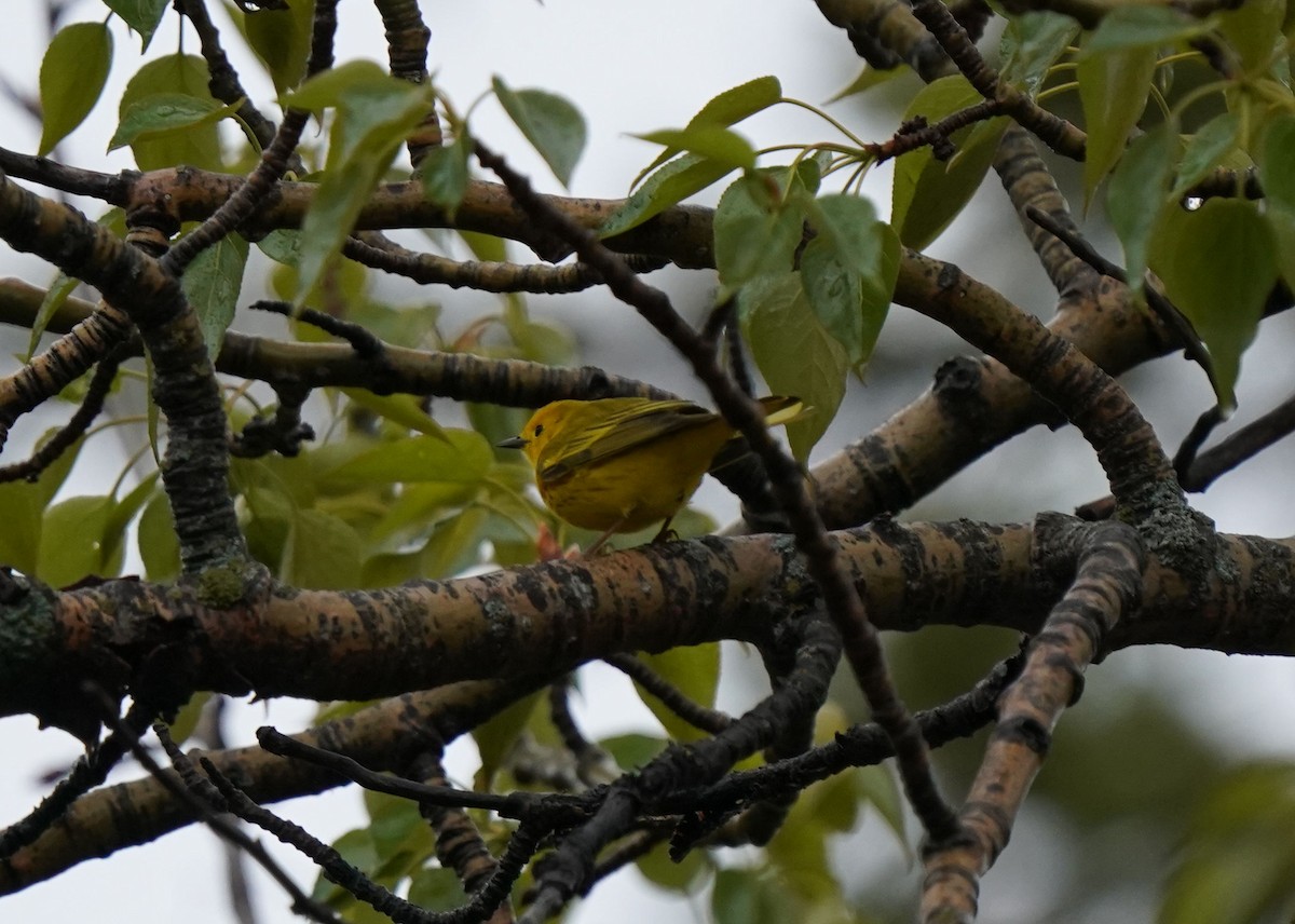 Yellow Warbler - Pam Hardy