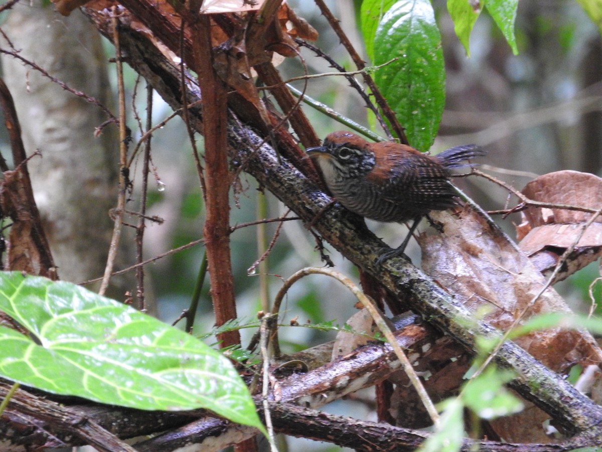 Riverside Wren - Jose Bolaños