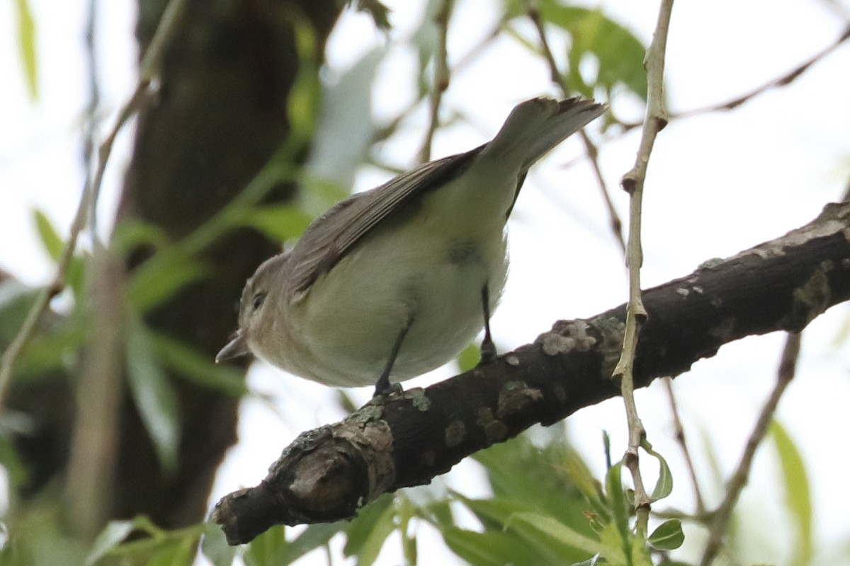 Warbling Vireo - Mark Ross