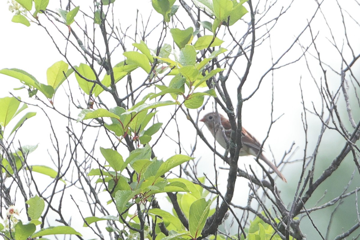 Field Sparrow - Gang Wu