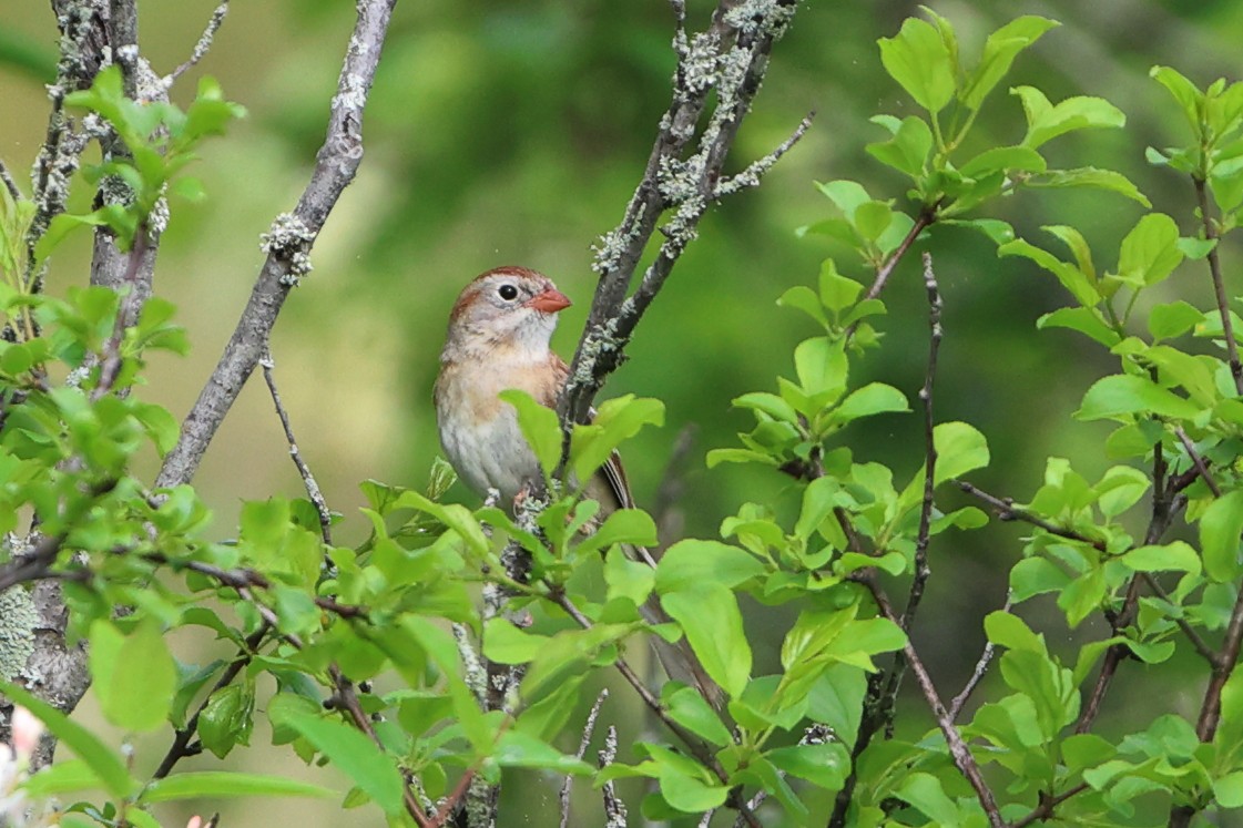 Field Sparrow - Gang Wu