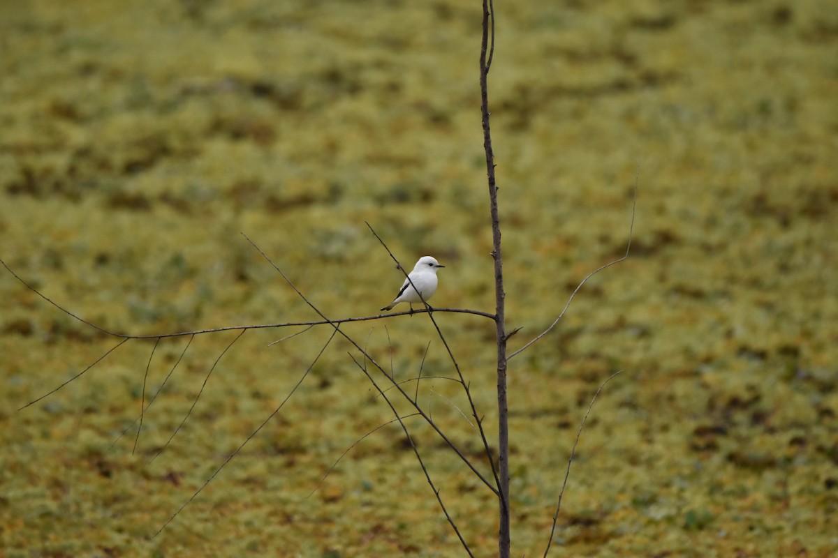 White Monjita - Alejandro Figueroa Varela