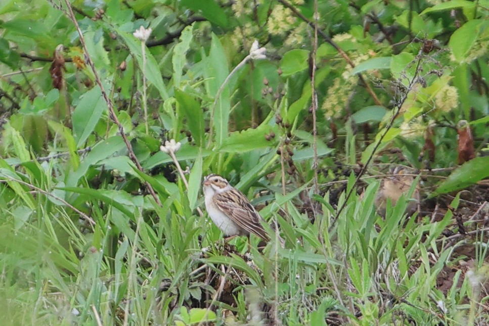 Clay-colored Sparrow - Gang Wu