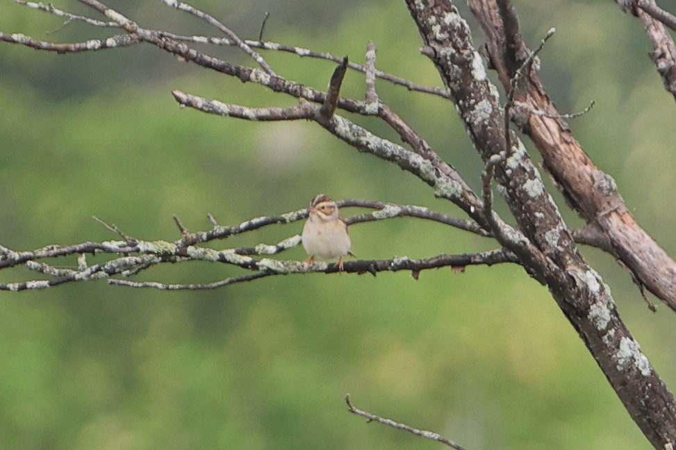 Clay-colored Sparrow - Gang Wu