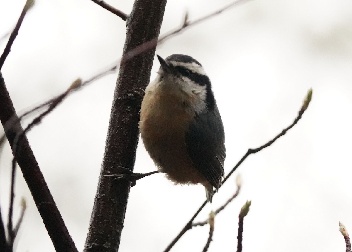 Red-breasted Nuthatch - Pam Hardy