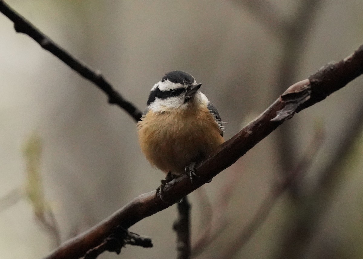 Red-breasted Nuthatch - Pam Hardy