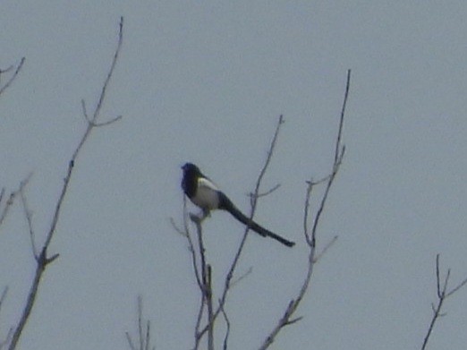 Black-billed Magpie - Cliff Dekdebrun