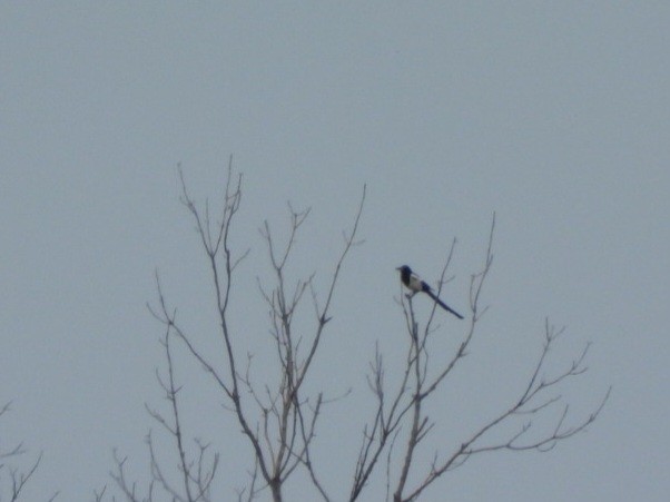 Black-billed Magpie - Cliff Dekdebrun