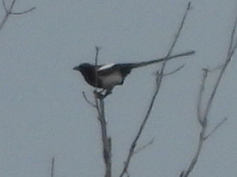 Black-billed Magpie - Cliff Dekdebrun