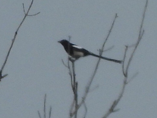 Black-billed Magpie - Cliff Dekdebrun