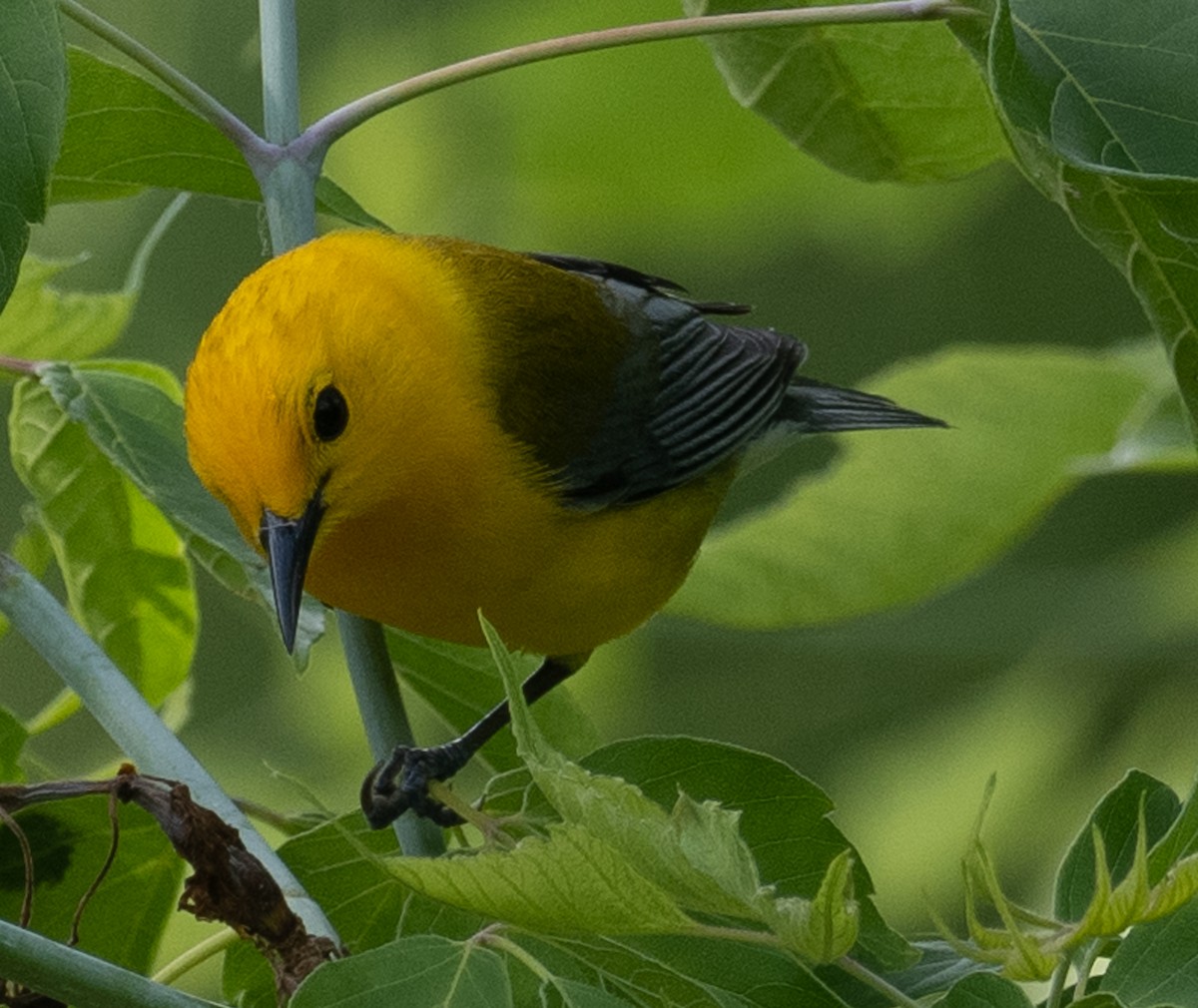 Prothonotary Warbler - Lynn Chapman