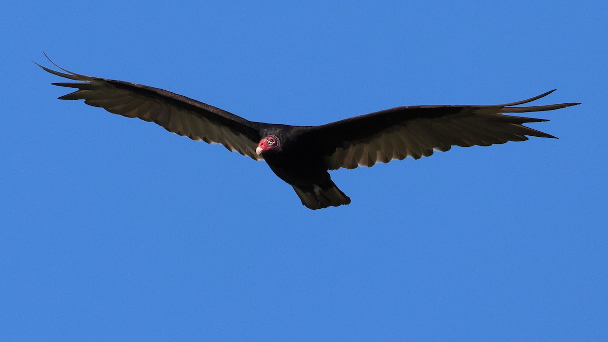 Turkey Vulture - ML619454254