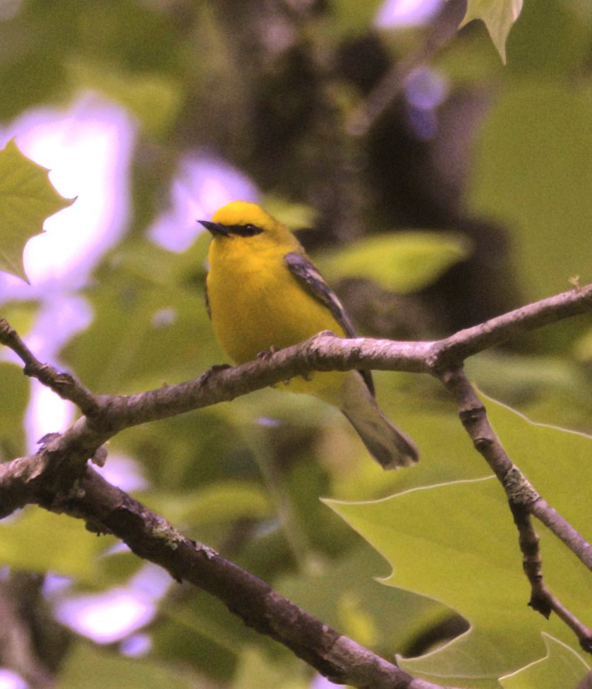 Blue-winged Warbler - Sue Riffe