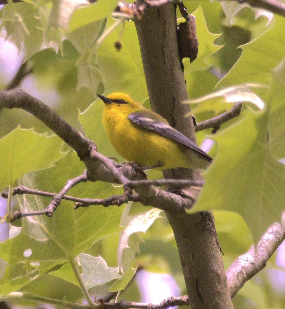 Blue-winged Warbler - Sue Riffe