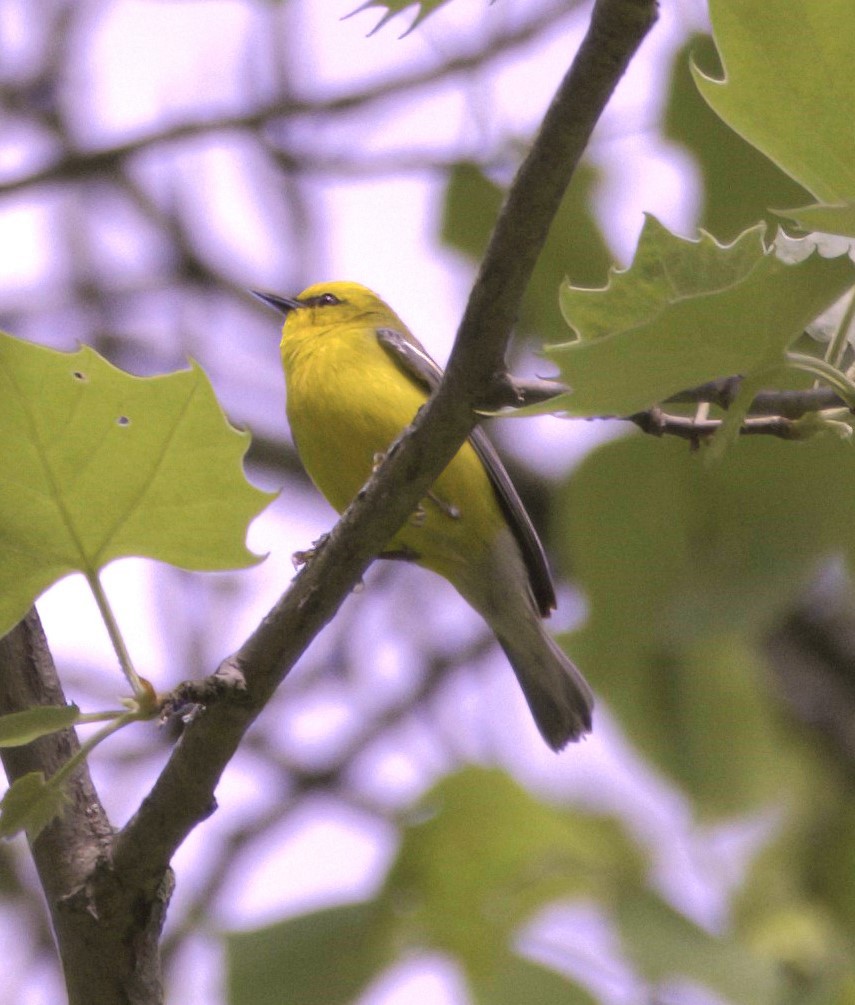 Blue-winged Warbler - Sue Riffe