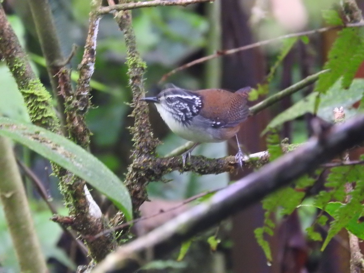 White-breasted Wood-Wren - Jose Bolaños