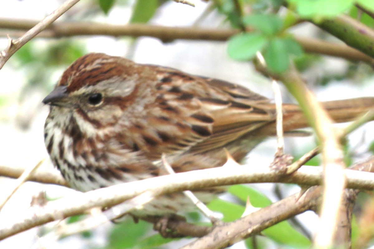 Song Sparrow - James Hirtle