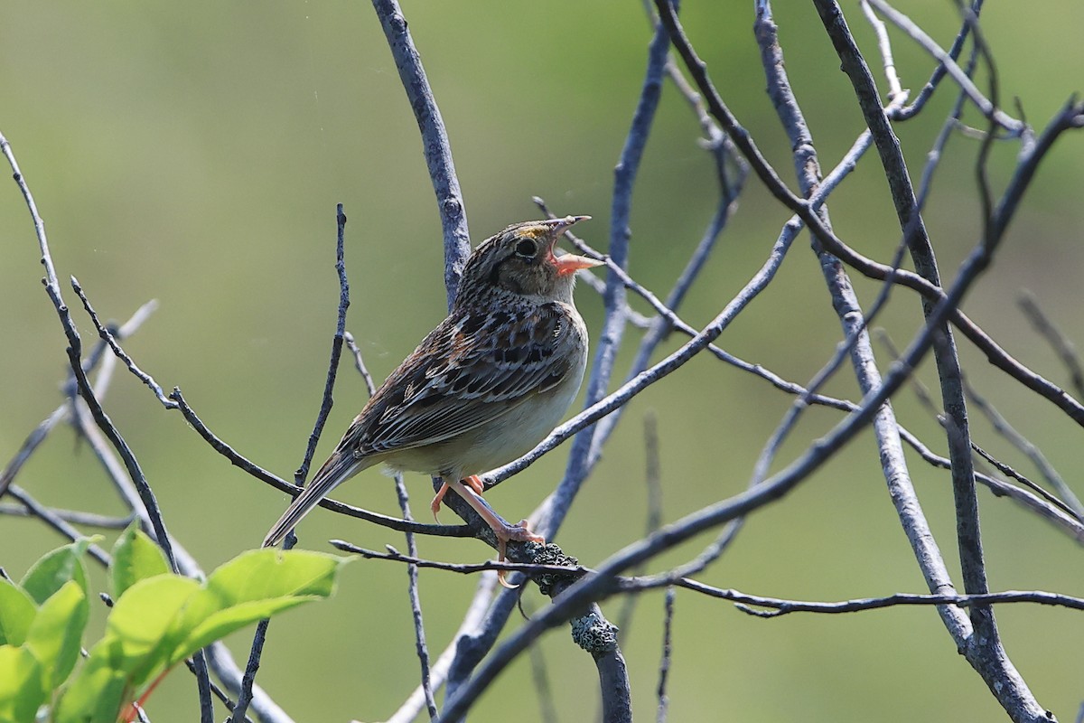 Grasshopper Sparrow - Gang Wu