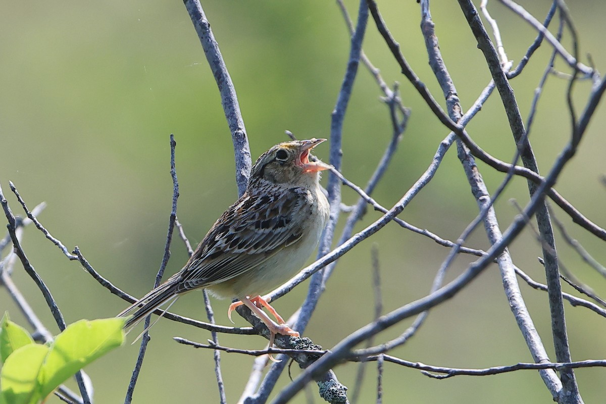 Grasshopper Sparrow - Gang Wu