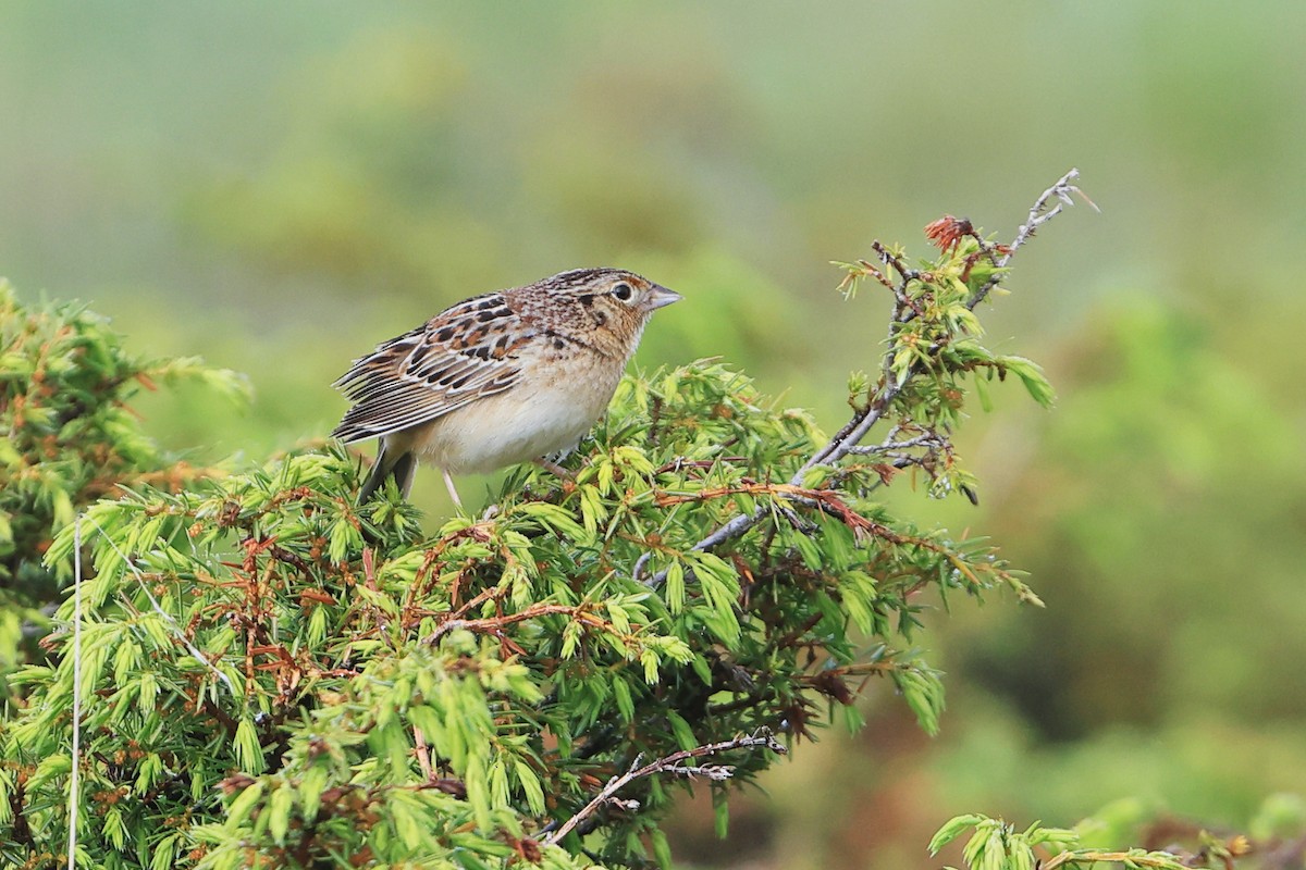 Grasshopper Sparrow - Gang Wu