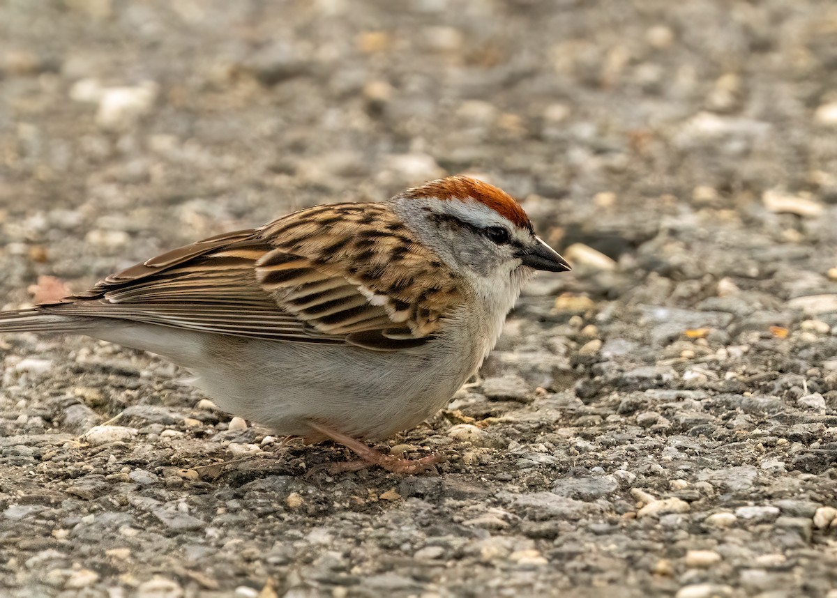 Chipping Sparrow - ML619454290