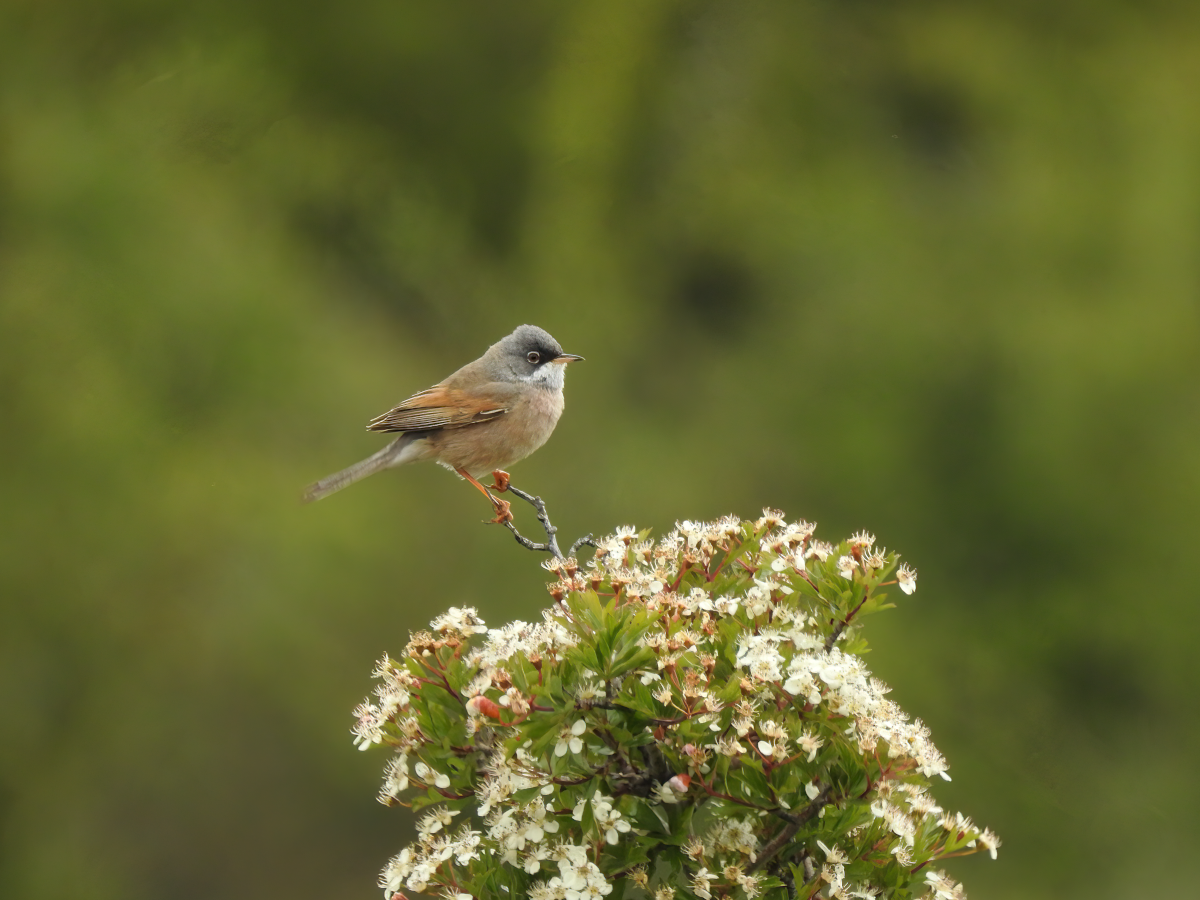 Spectacled Warbler - Anonymous