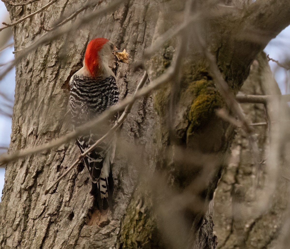 Red-bellied Woodpecker - ML619454296