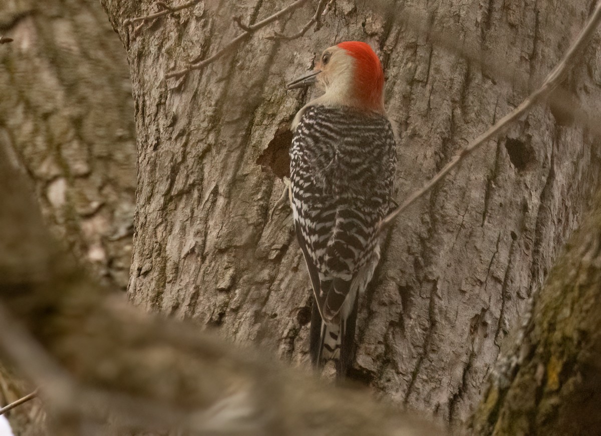 Red-bellied Woodpecker - ML619454297