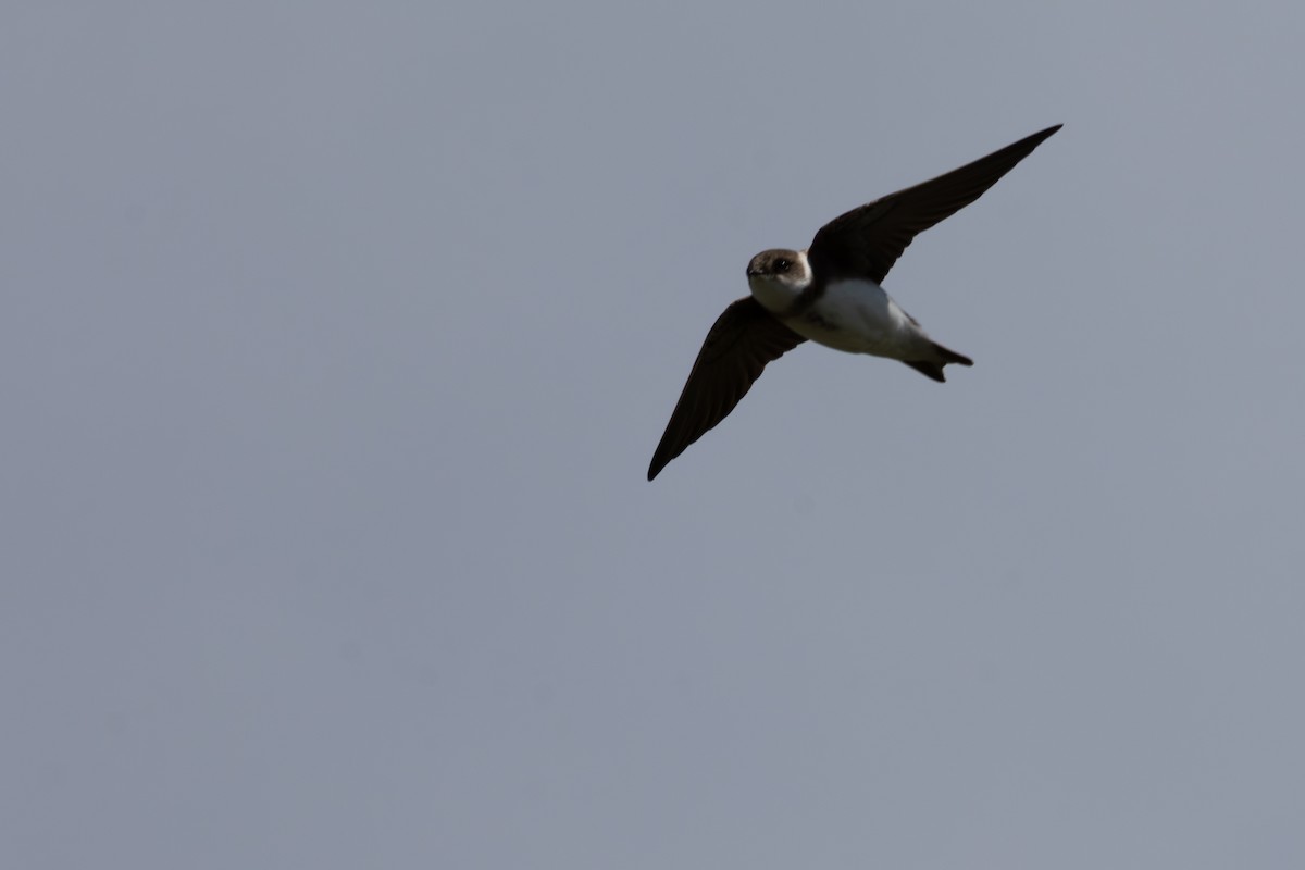 Bank Swallow - David R. Scott