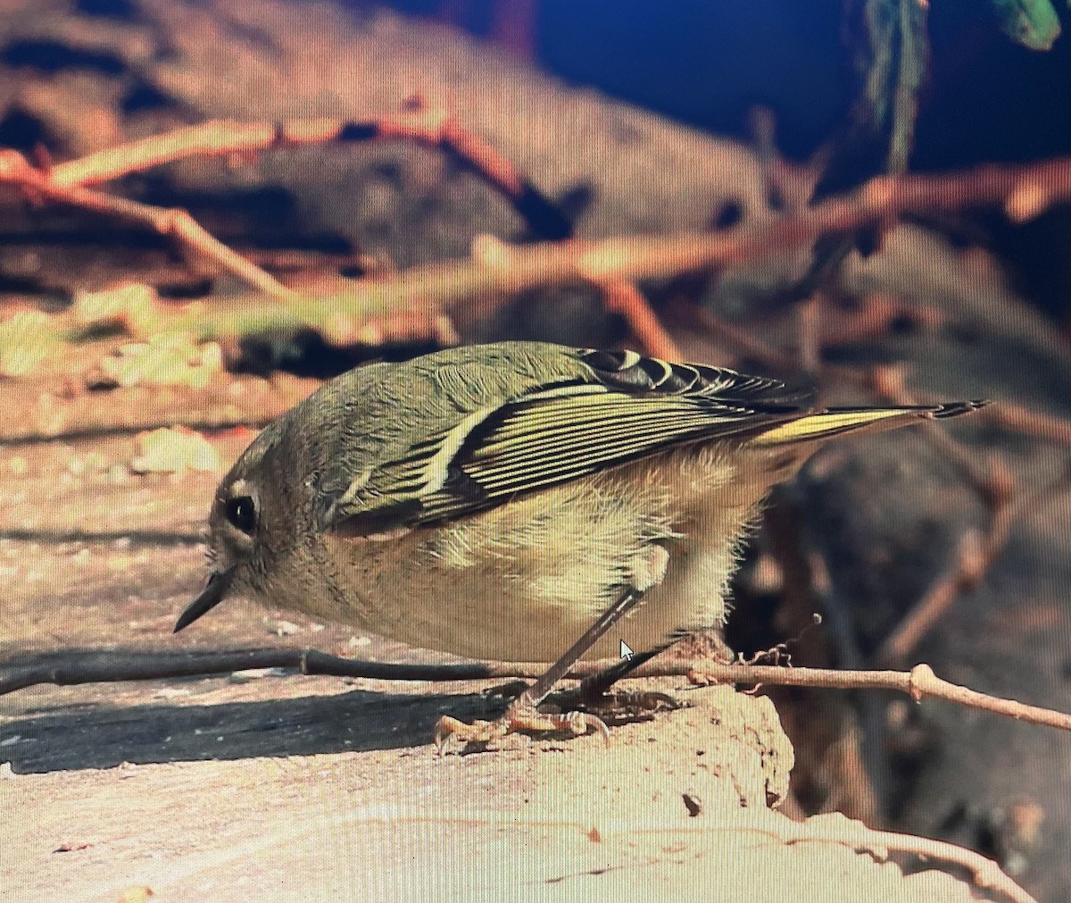 Ruby-crowned Kinglet - Pierre Howard