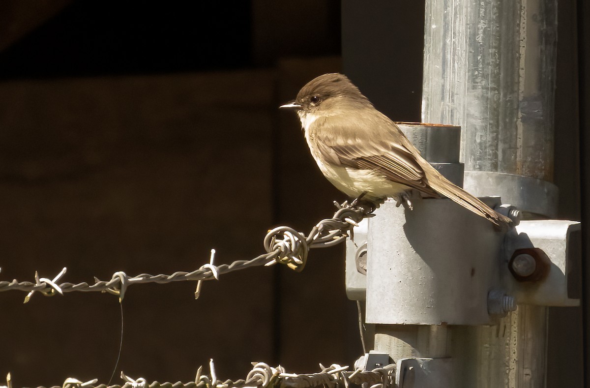 Eastern Phoebe - ML619454306