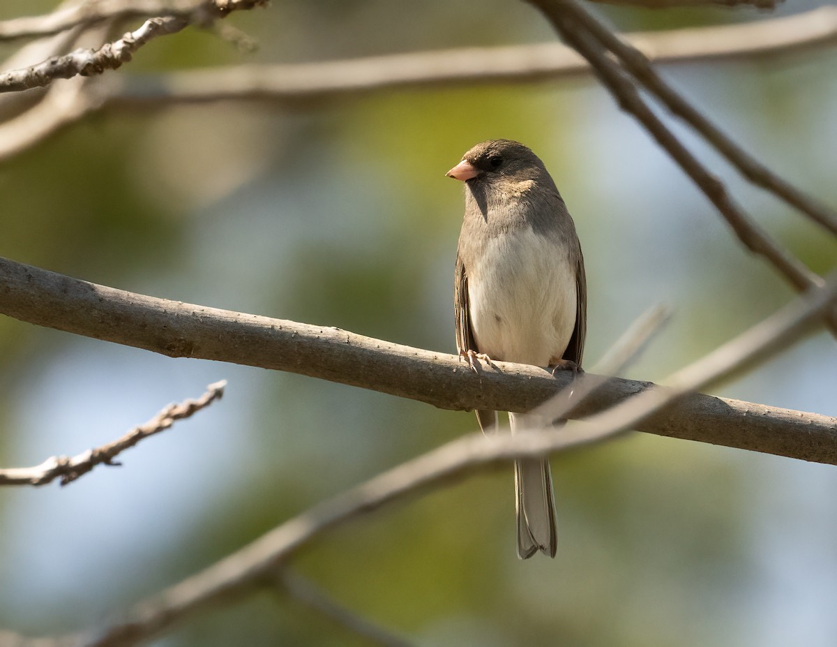 Dark-eyed Junco (Slate-colored) - ML619454310