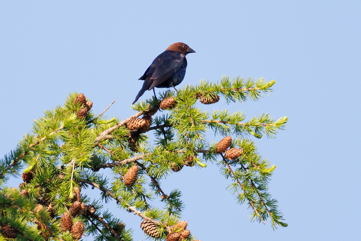 Brown-headed Cowbird - ML619454312