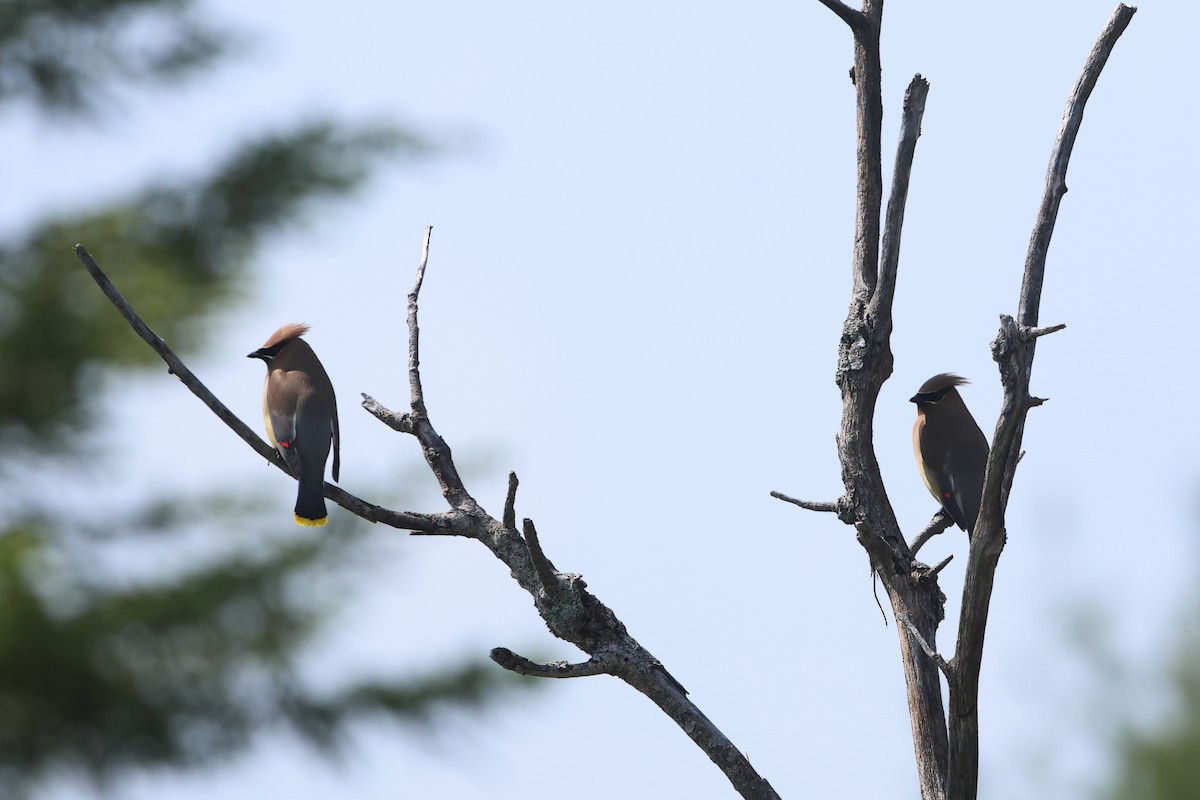 Cedar Waxwing - Gang Wu