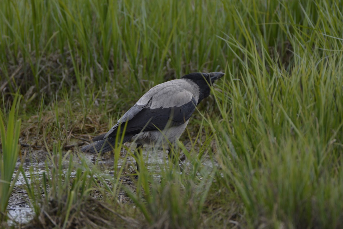 Hooded Crow - Pep Cantó