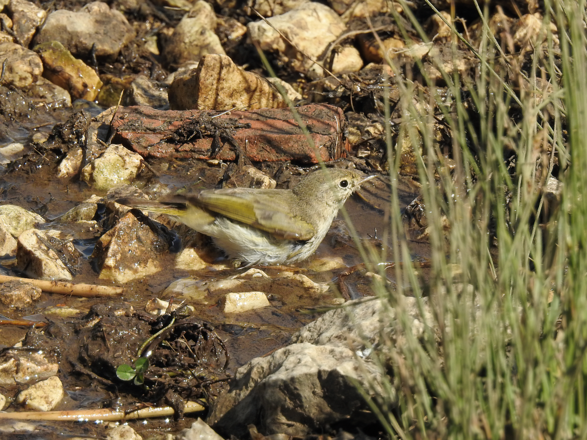 Western Bonelli's Warbler - ML619454317