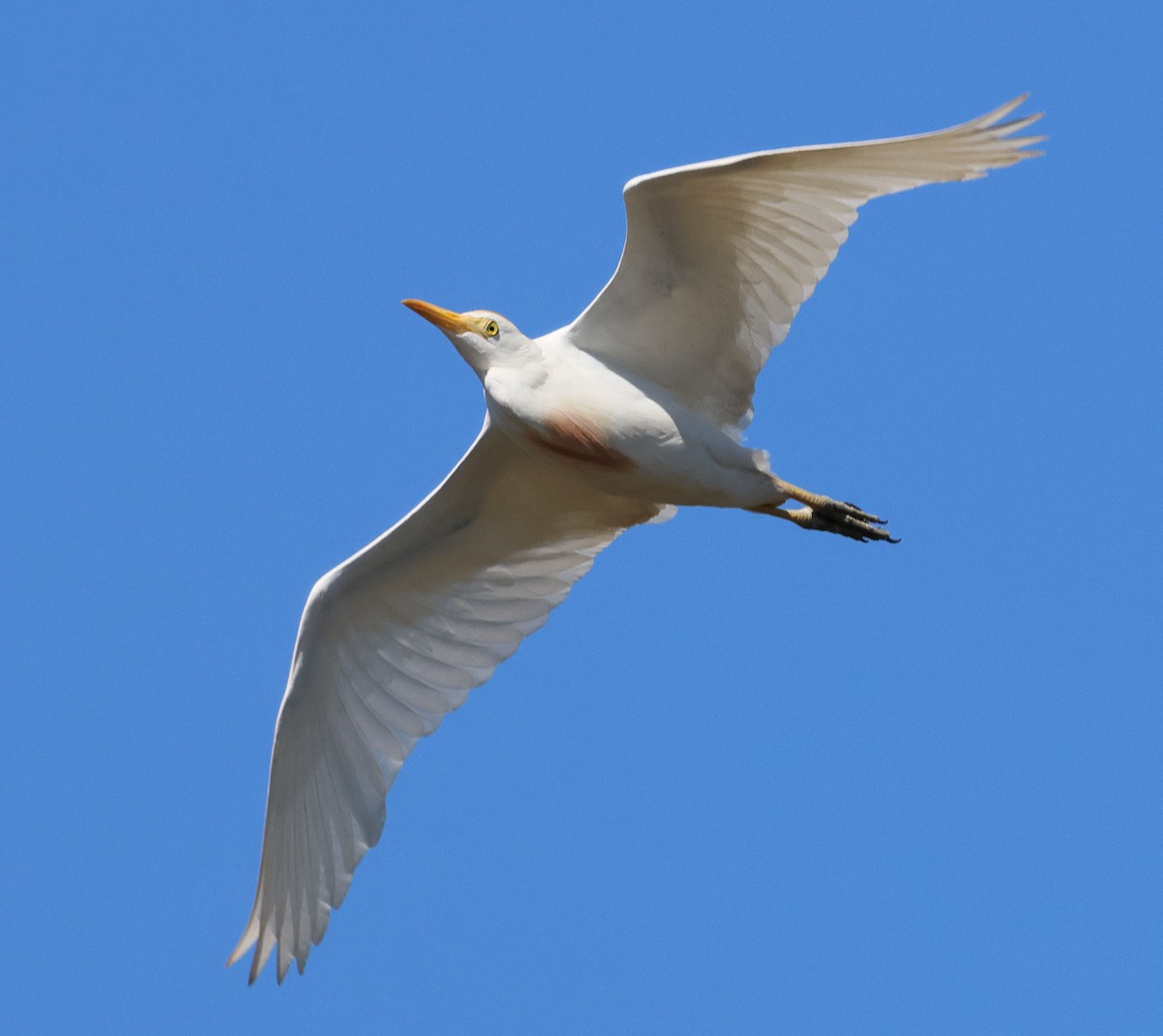 Western Cattle Egret - ML619454325