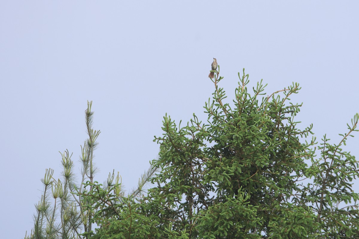 Brown Thrasher - Gang Wu