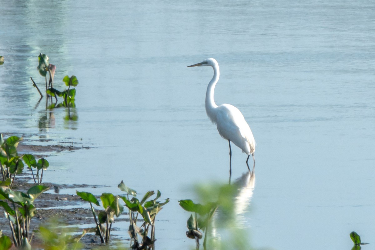 Great Egret - ML619454329