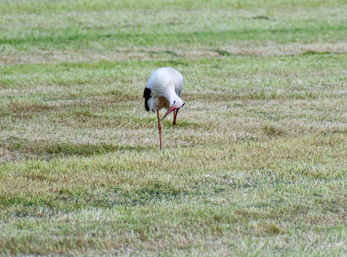 White Stork - Filip Camps