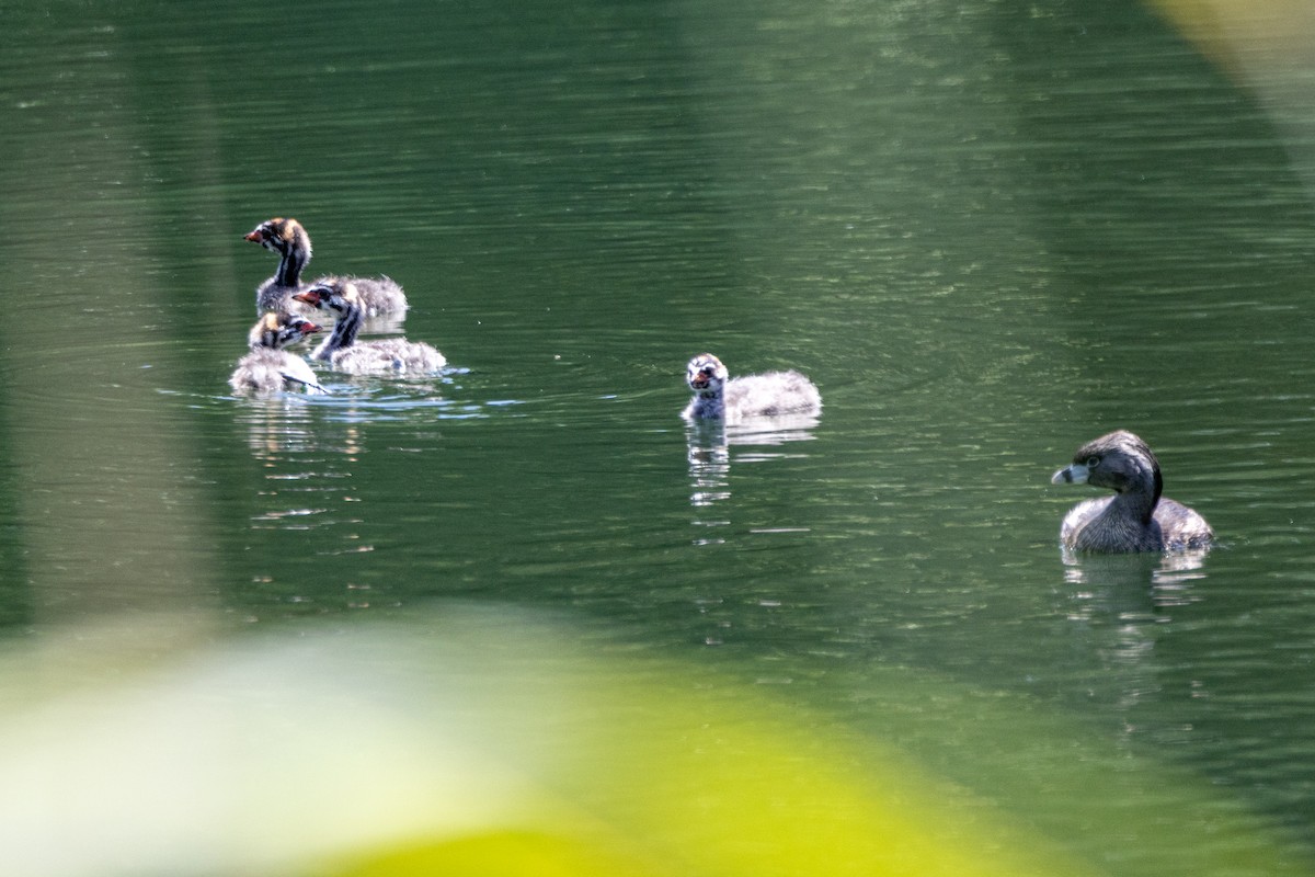 Pied-billed Grebe - ML619454333