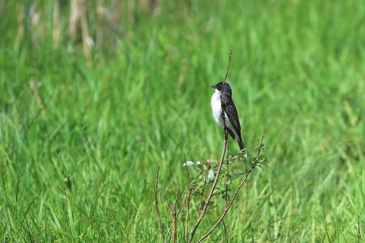 Eastern Kingbird - Gang Wu