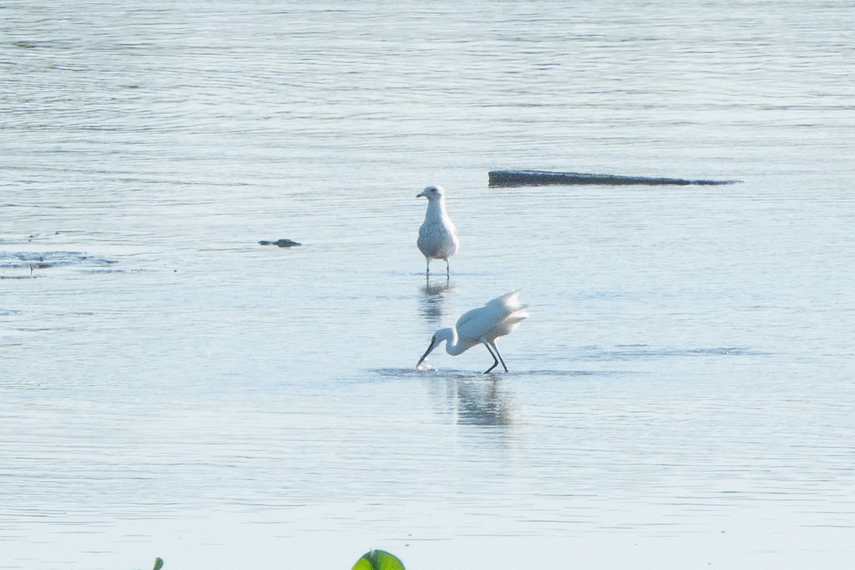 Snowy Egret - ML619454337